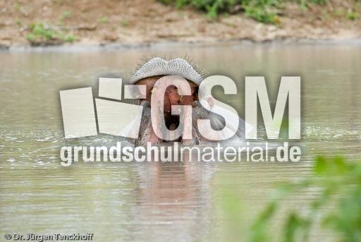 Flusspferd (68 von 104).jpg